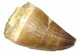 Fossil Mosasaur (Thalassotitan) Tooth - Morocco #374520-1